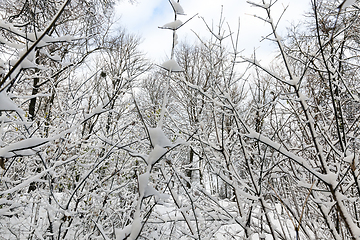 Image showing trees in winter forest