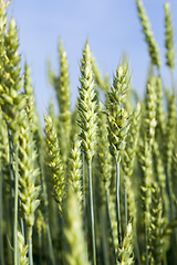 Image showing green unripe ears of rye