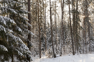 Image showing Snow drifts in winter