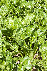 Image showing green beet tops