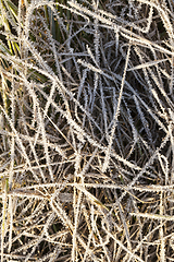 Image showing Grass in the frost, close-up