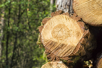 Image showing sawed and piled large logs