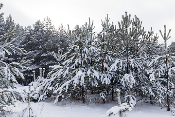 Image showing Forest in winter