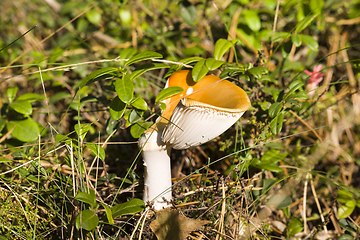 Image showing wild mushrooms