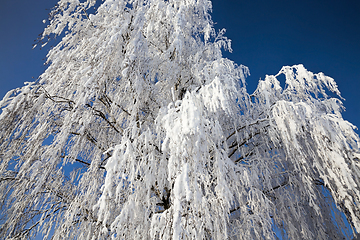 Image showing Birch under the snow