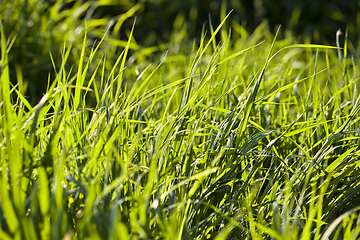 Image showing bright green grass