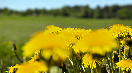 Image showing yellow dandelions