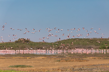 Image showing Rosy Flamingo colony in Walvis Bay Namibia