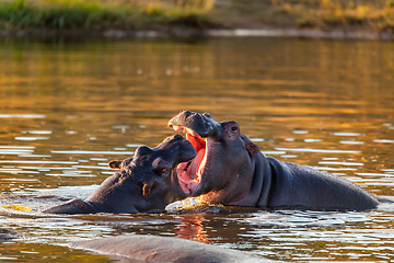 Image showing fighting young male hippopotamus Hippopotamus