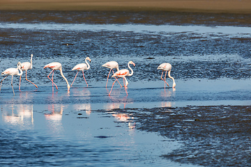 Image showing Rosy Flamingo colony in Walvis Bay Namibia