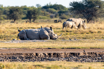 Image showing male of white rhinoceros Botswana, Africa