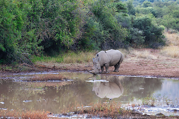 Image showing White rhinoceros Pilanesberg, South Africa safari wildlife