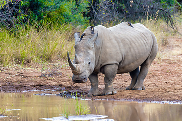 Image showing White rhinoceros Pilanesberg, South Africa safari wildlife