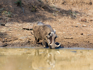 Image showing African pig Warthog in South Africa safari