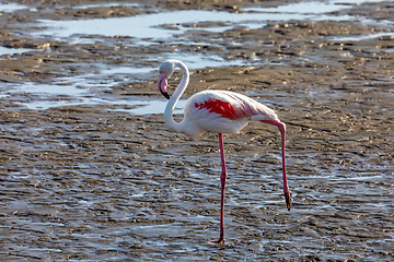 Image showing Rosy Flamingo colony in Walvis Bay Namibia