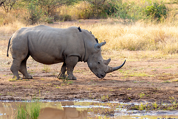 Image showing White rhinoceros Pilanesberg, South Africa safari wildlife