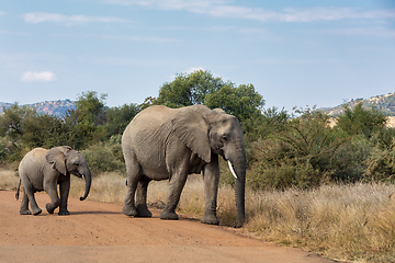 Image showing Elephant with baby in South Africa wildlife safari.