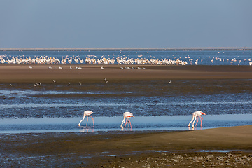 Image showing Rosy Flamingo colony in Walvis Bay Namibia