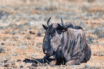 Image showing Blue Wildebeest Gnu, Pilanesberg Africa wildlife safari