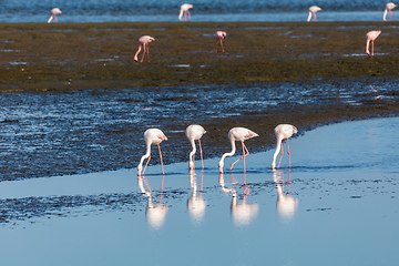 Image showing Rosy Flamingo colony in Walvis Bay Namibia