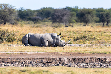 Image showing male of white rhinoceros Botswana, Africa