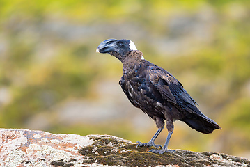 Image showing bird Thick-billed raven, Ethiopia wildlife