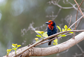 Image showing Black-billed Barbet, Ethiopia wildlife