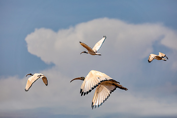 Image showing bird African Sacred Ibis, Ethiopia safari wildlife