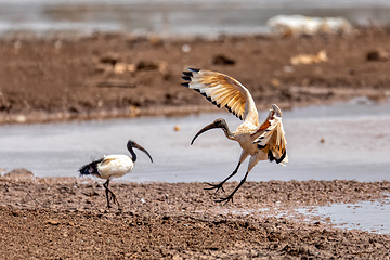 Image showing bird African Sacred Ibis, Ethiopia safari wildlife