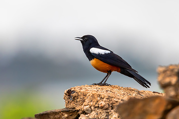 Image showing Mocking Cliff Chat in Ethiopia, Africa wildlife