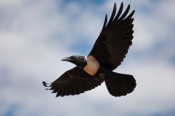 Image showing flying Pied Crow Ethiopia Africa safari wildlife