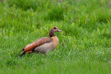 Image showing Egyptian Goose, Ethiopia wildlife