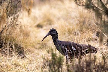 Image showing Wattled Ibis, Ethiopia wildlife, Africa