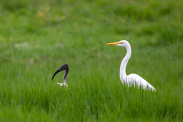 Image showing Great white egret, Ethiopia wildlife