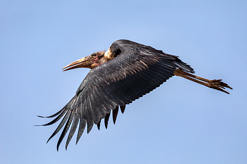 Image showing The marabou stork Ethiopia Africa wildlife