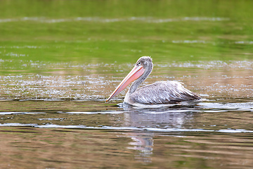 Image showing African Pink-backed Pelicans Ethiopia wildlife