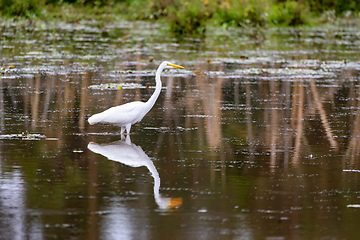 Image showing Great white egret, Ethiopia wildlife