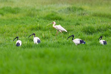 Image showing African spoonbill and Sacred irbis, Ethiopia wildlife