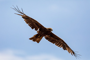 Image showing Black kite flying, Ethiopia safari wildlife