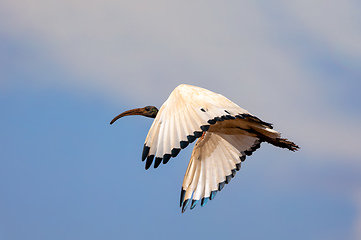 Image showing bird African Sacred Ibis, Ethiopia safari wildlife