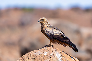 Image showing Black kite, Ethiopia safari wildlife