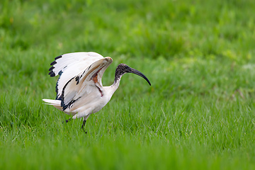 Image showing bird African Sacred Ibis, Ethiopia safari wildlife