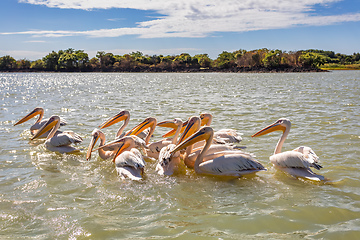 Image showing Great White Pelicans, Ethiopia, Africa wildlife