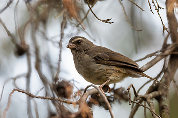 Image showing bird brown-rumped seedeater, Africa. Ethiopia wildlife