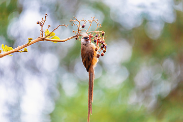 Image showing Speckled mousebird, Ethiopia wildlife