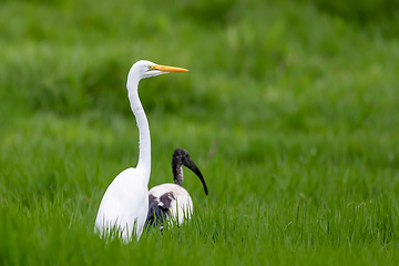 Image showing Great white egret, Ethiopia wildlife