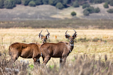 Image showing Mountain nyala, Ethiopia, Africa wildlife