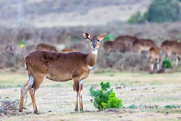 Image showing Mountain nyala, Ethiopia, Africa wildlife