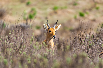 Image showing mountain reedbuck Ethiopia Africa wildlife