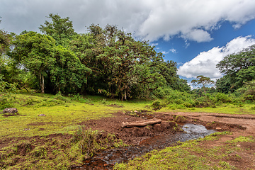 Image showing Harenna Forest in Bale Mountains, Ethiopia